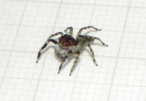 Sidusa angulitarsis
