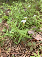 Gratiola brevifolia