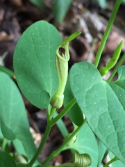 Aristolochia pallida
