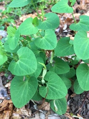 Aristolochia pallida