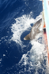 Carcharhinus longimanus