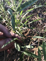 Orbexilum pedunculatum