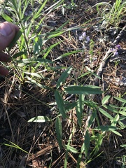 Orbexilum pedunculatum