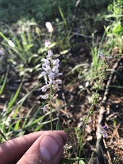 Orbexilum pedunculatum