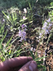 Orbexilum pedunculatum