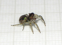 Sidusa angulitarsis