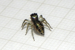 Sidusa angulitarsis