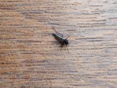 Chironomidae