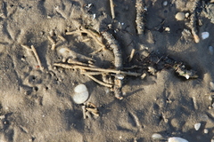 Diopatra cuprea