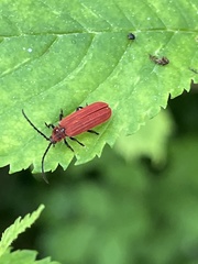 Lopheros rubens
