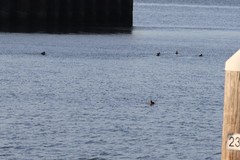 Melanitta perspicillata