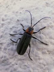 Cantharis reichei