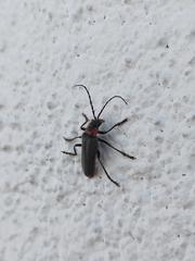 Cantharis reichei
