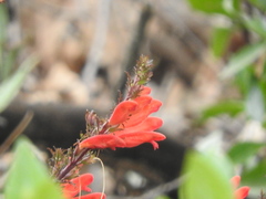 Lamourouxia multifida