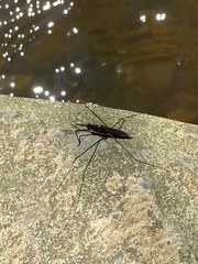 Aquarius conformis