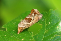 Oraesia emarginata