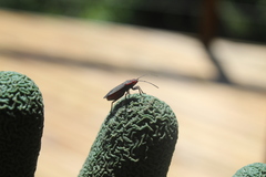 Jadera parapectoralis