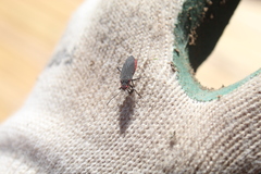 Jadera parapectoralis