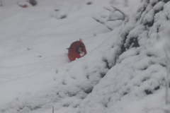 Cardinalis cardinalis cardinalis