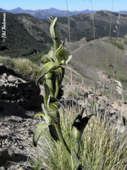 Chloraea viridiflora