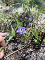 Viola septemloba