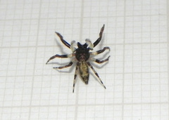 Encolpius guaraniticus