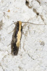 Monopis obviella