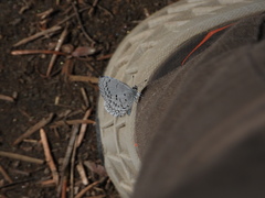 Celastrina echo sidara