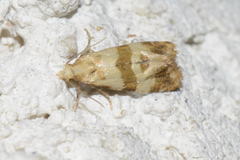 Phalonidia contractana