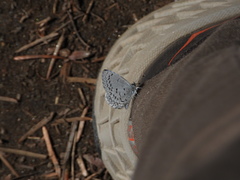 Celastrina echo sidara