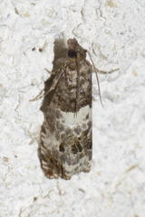 Notocelia trimaculana