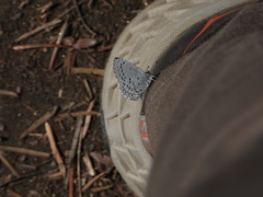 Celastrina echo sidara