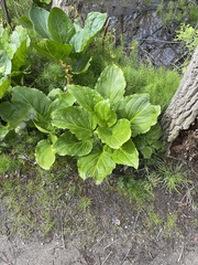 Symplocarpus foetidus