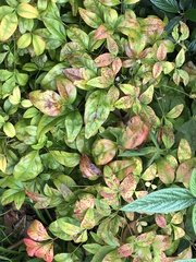 Pseudocercospora nandinae