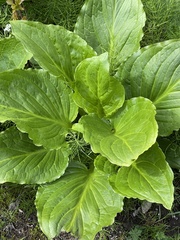 Symplocarpus foetidus