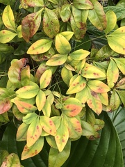 Pseudocercospora nandinae