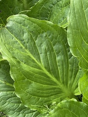 Symplocarpus foetidus