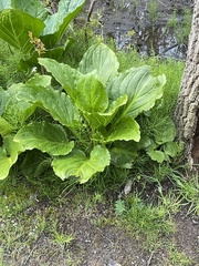 Symplocarpus foetidus