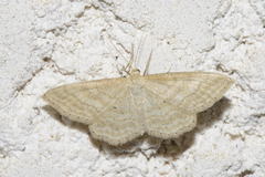 Idaea macilentaria