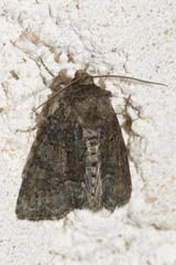 Oligia strigilis
