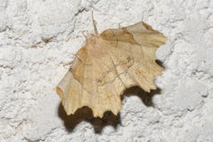 Selenia lunularia