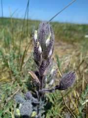 Chloropyron molle hispidum