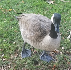 Branta canadensis