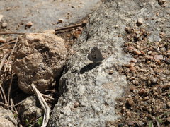 Celastrina echo sidara