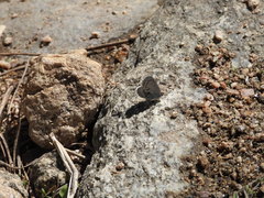 Celastrina echo sidara