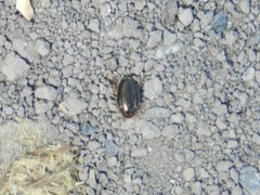 Agabus disintegratus