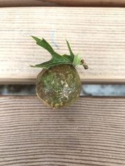 Amphibolips confluenta