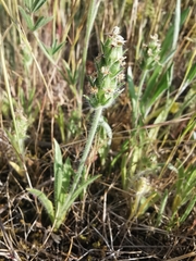 Plantago bellardii