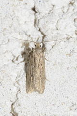 Acompsia tripunctella