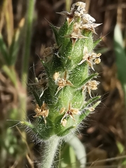 Plantago bellardii